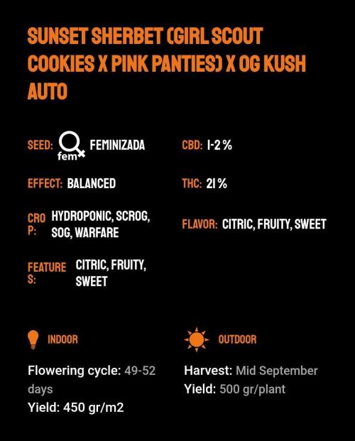 Sunset Sherbet. Week 0