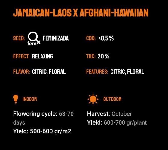 Amnesi-K Haze. Week 0