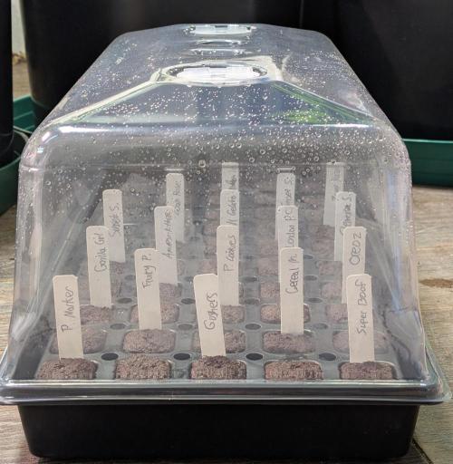 Amnesi-K Haze. Week 0