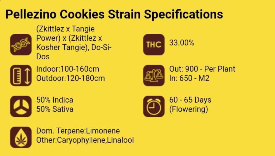Pellezino Cookies. Week 0