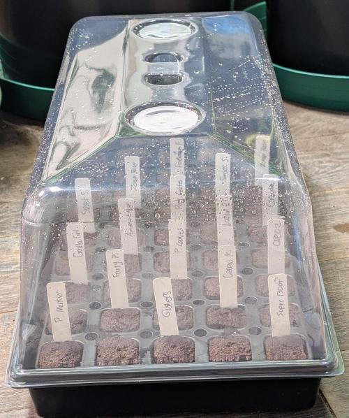 Pellezino Cookies. Week 0