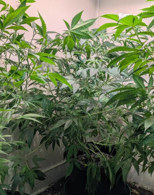 Strawberry Banana. Week 13