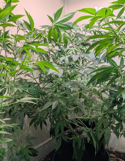 Strawberry Banana. Week 13