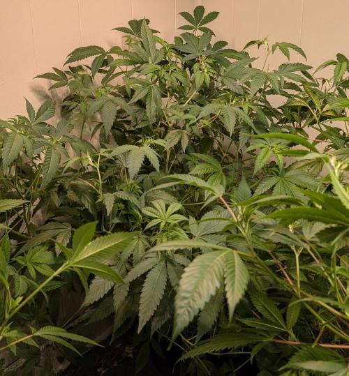 Strawberry Banana. Week 13