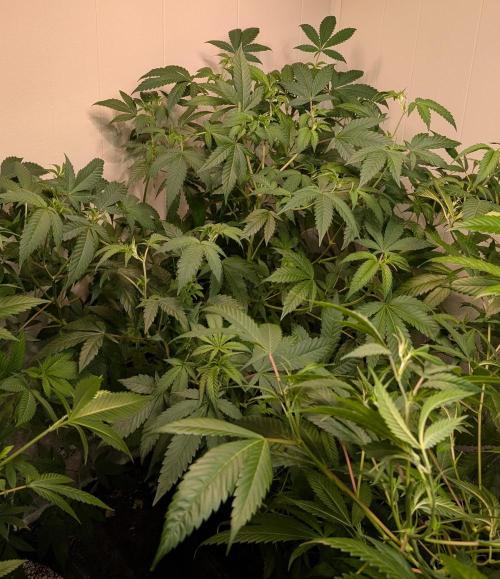 Strawberry Banana. Week 13