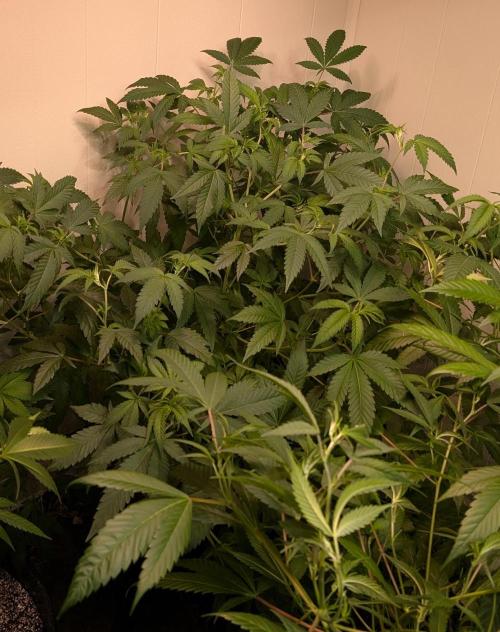 Strawberry Banana. Week 13