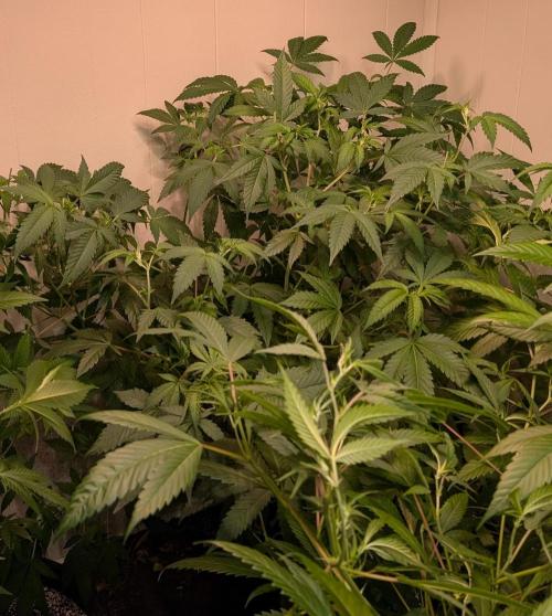 Strawberry Banana. Week 13