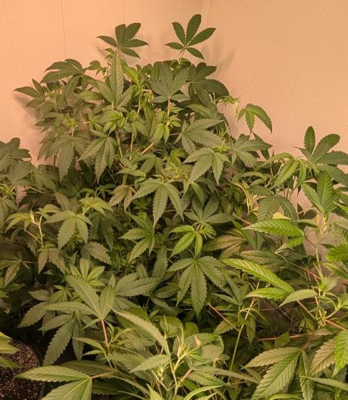 Strawberry Banana. Week 13