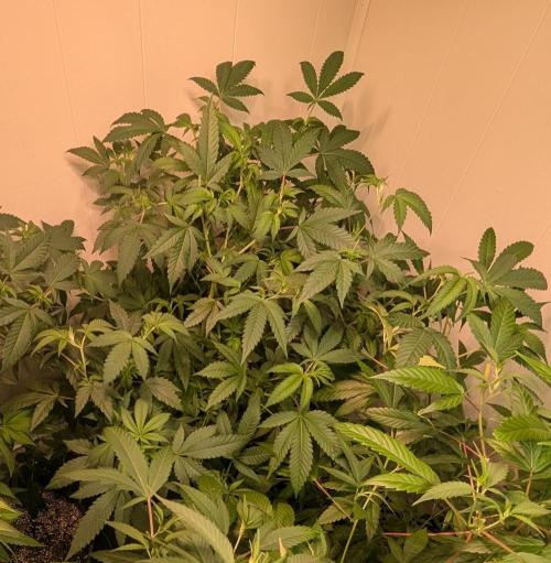 Strawberry Banana. Week 13