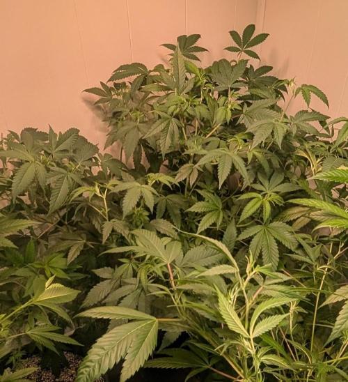 Strawberry Banana. Week 13