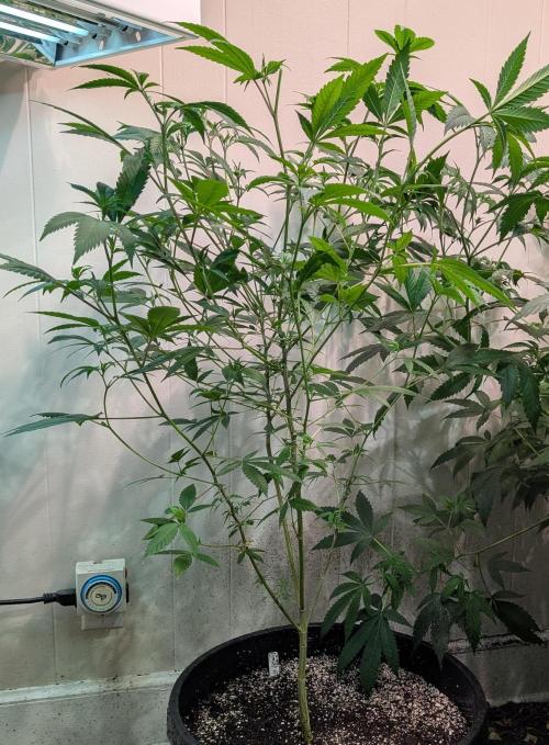 Hellfire OG. Week 13