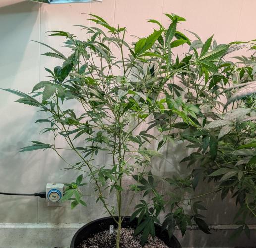 Hellfire OG. Week 13