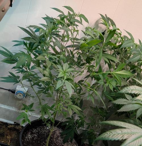 Hellfire OG. Week 13