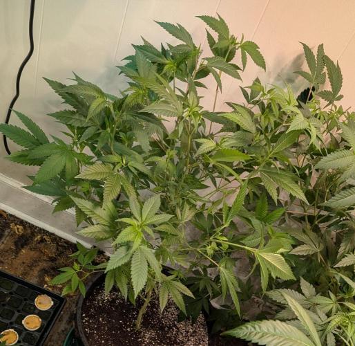 Hellfire OG. Week 13