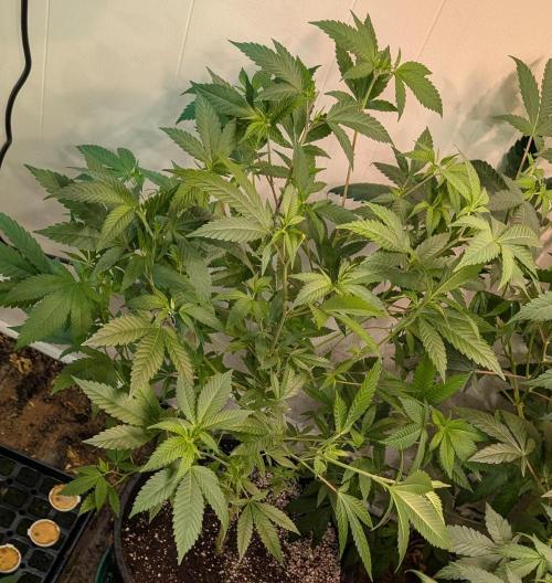 Hellfire OG. Week 13