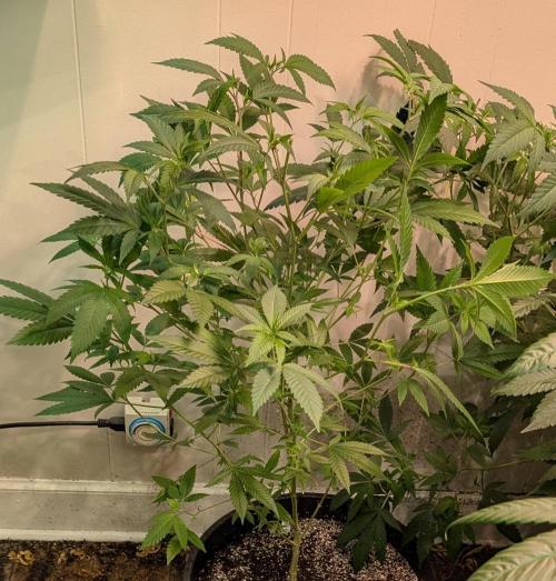 Hellfire OG. Week 13