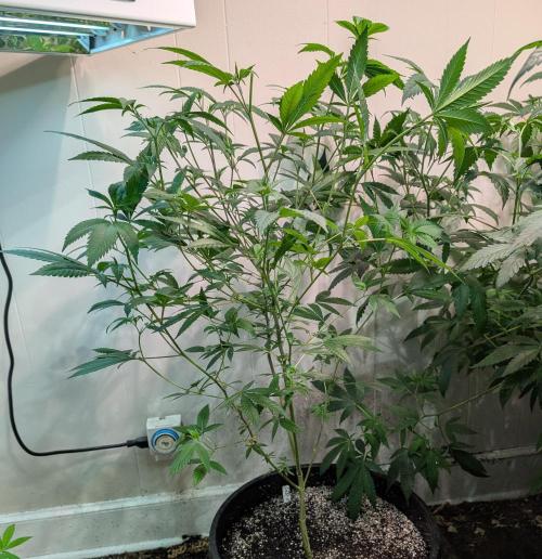 Hellfire OG. Week 13