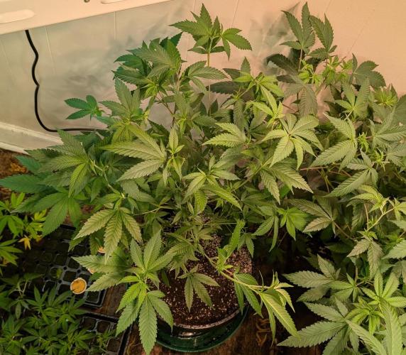 Hellfire OG. Week 13