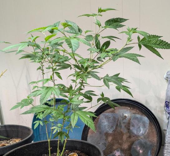 Killer Kush. Week 13