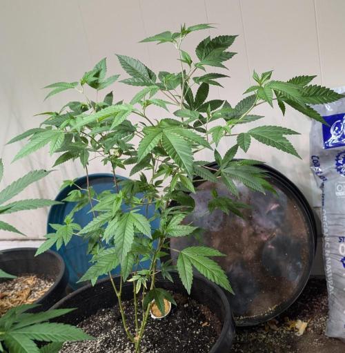 Killer Kush. Week 13