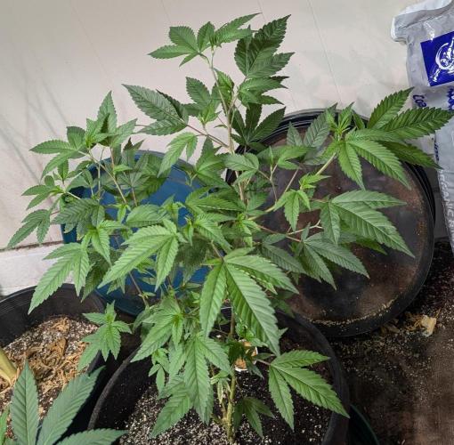 Killer Kush. Week 13