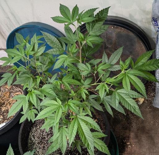 Killer Kush. Week 13