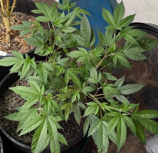 Killer Kush. Week 13