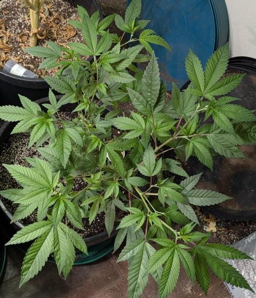 Killer Kush. Week 13