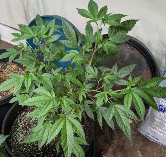 Killer Kush. Week 13