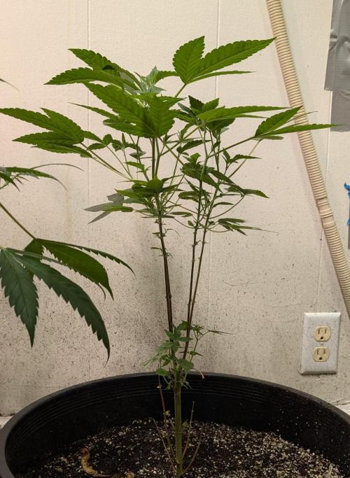 Pure Michigan. Week 13