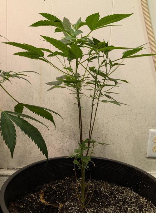 Pure Michigan. Week 13