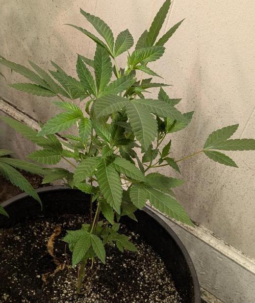 Pure Michigan. Week 13