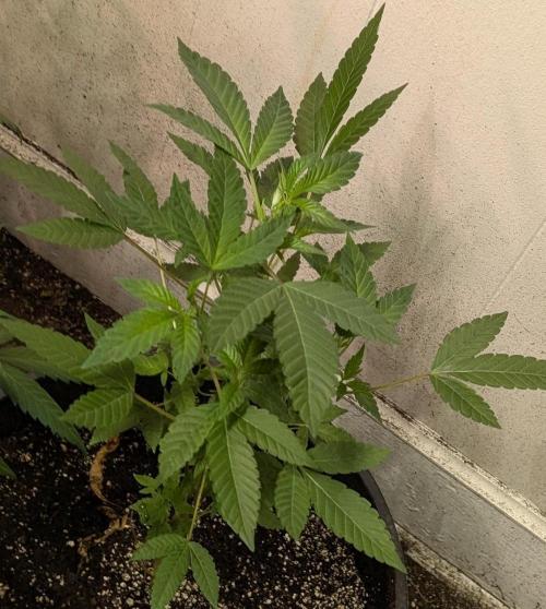 Pure Michigan. Week 13