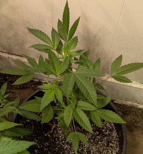 Pure Michigan. Week 13