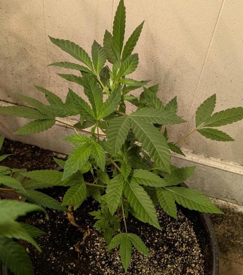 Pure Michigan. Week 13