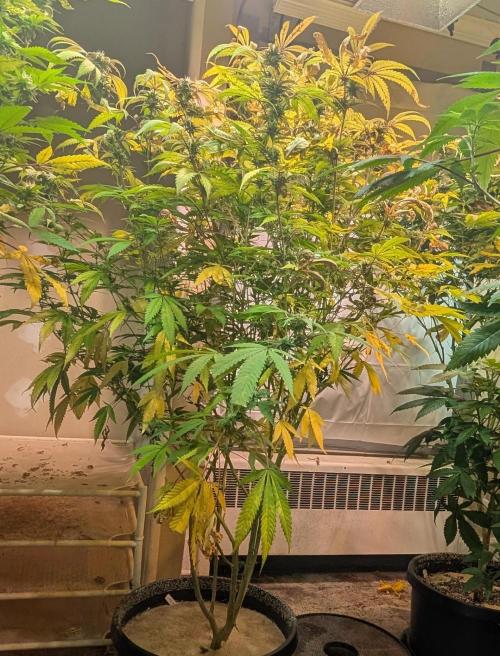 Gold Bar Kush. Week 19