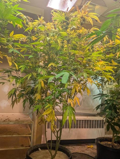 Gold Bar Kush. Week 19