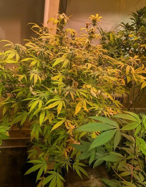Gold Bar Kush. Week 19