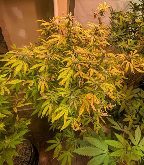 Gold Bar Kush. Week 19