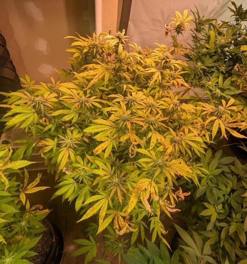 Gold Bar Kush. Week 19