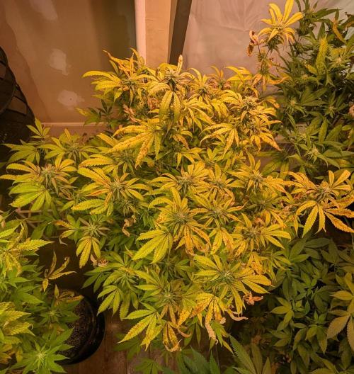 Gold Bar Kush. Week 19
