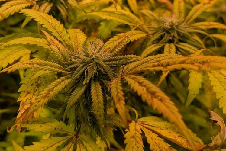 Gold Bar Kush. Week 19