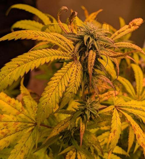 Gold Bar Kush. Week 19