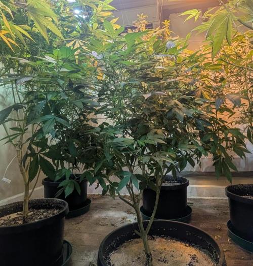 Apple Fritter. Week 19