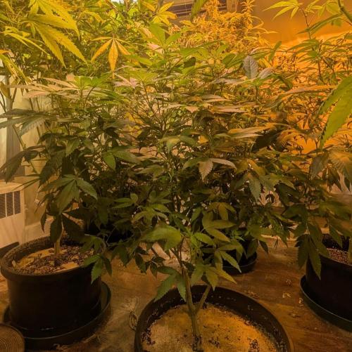 Apple Fritter. Week 19