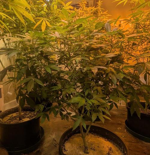 Apple Fritter. Week 19