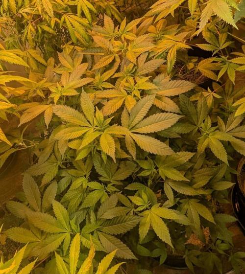 Apple Fritter. Week 19