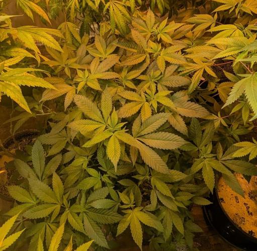 Apple Fritter. Week 19