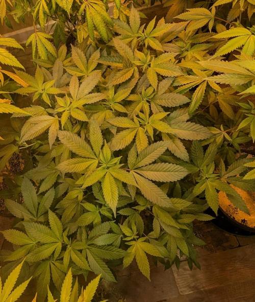 Apple Fritter. Week 19