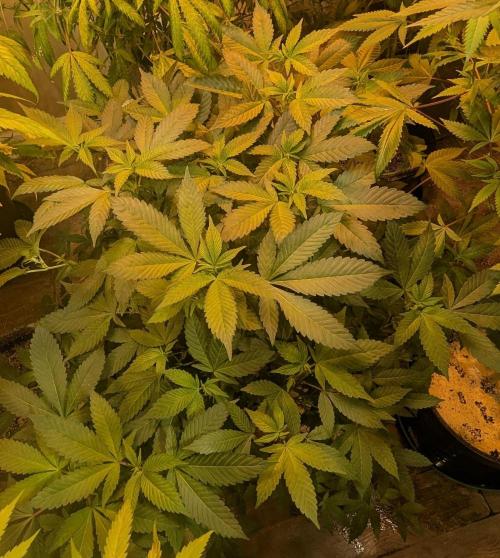 Apple Fritter. Week 19